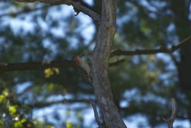 Pecker1.jpg