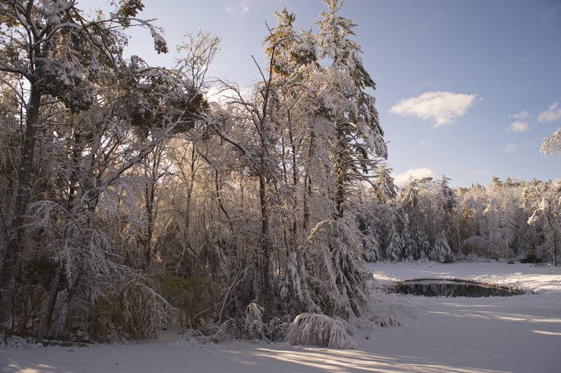 Winter Scene.jpg