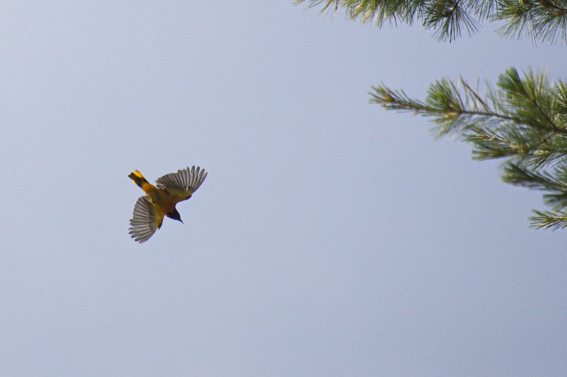 Yellow Bird1.jpg