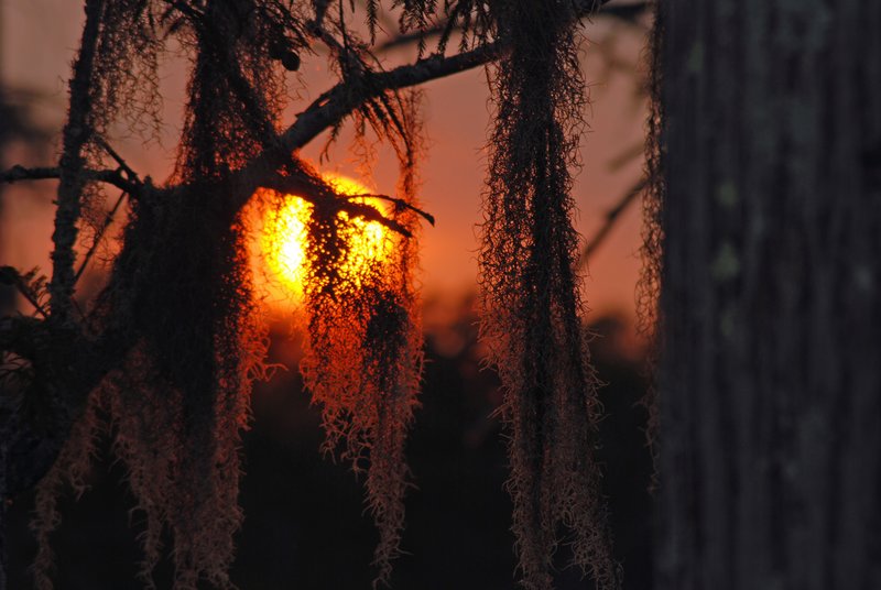 Black Bayou Sunset 03.jpg