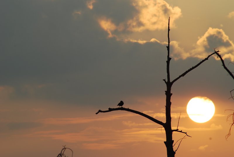 Black Bayou Sunset 2.jpg