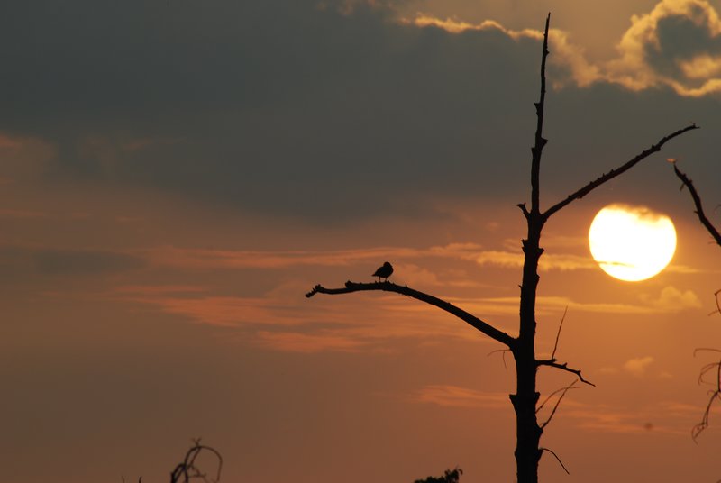 Black Bayou sunset 1.jpg