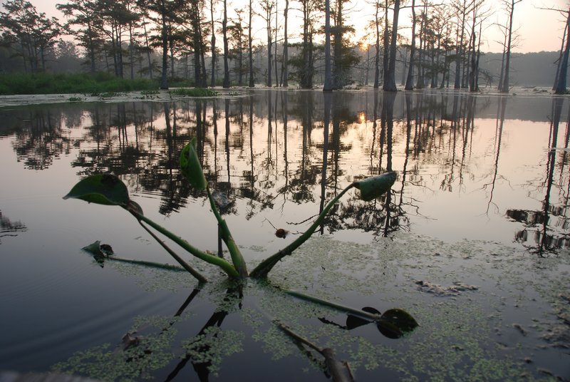 Lily on Black Bayou 08 002.jpg