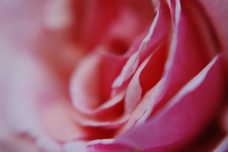 Soft rose 01.jpg