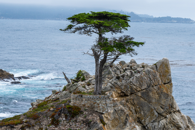 Lone Cypress_efox.jpg