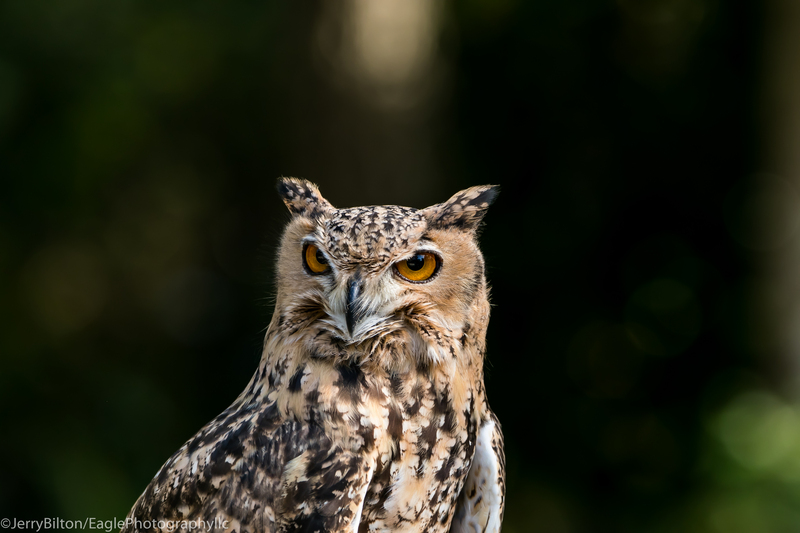 1-BirdsofPrey-BarnOwl.jpg