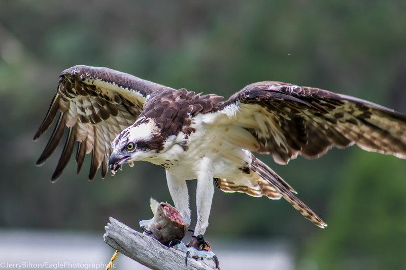 1-BirdsofPreyCenter_AwendawSC-Osprey.jpg