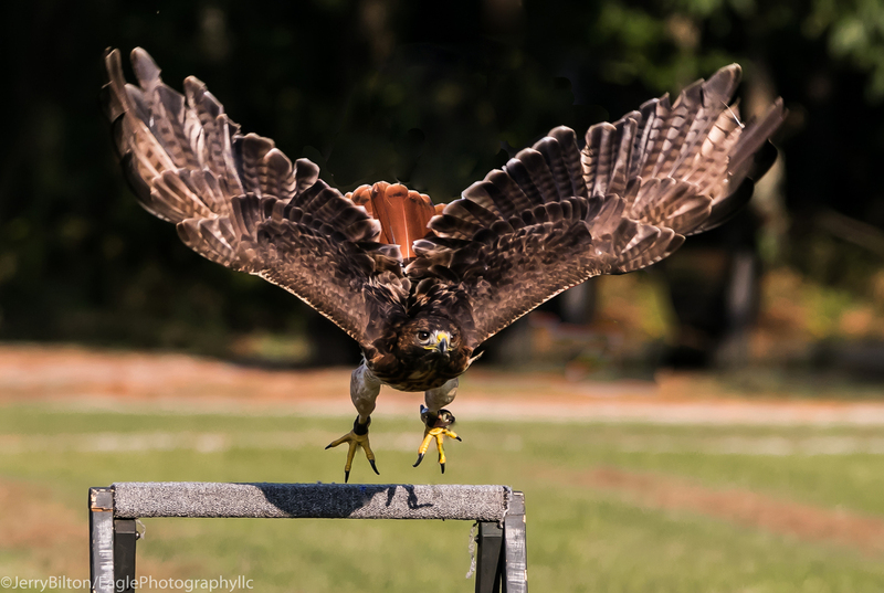 2-BirdsofPrey-RedTailedHawk.jpg