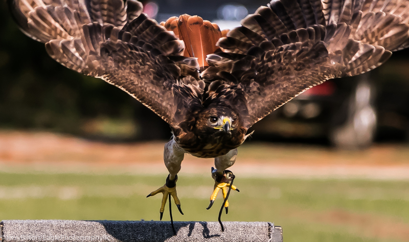 3-BirdsofPrey-RedTailedHawk.jpg