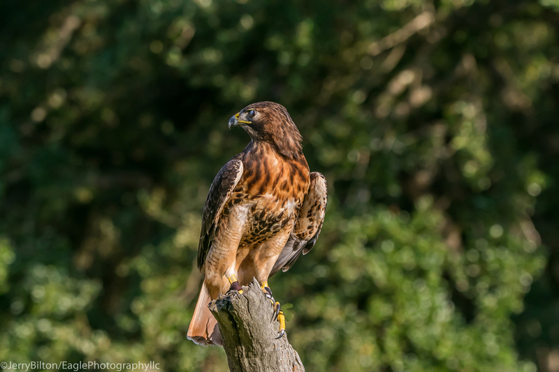 4-BirdsofPrey-RedTailedHawk.jpg