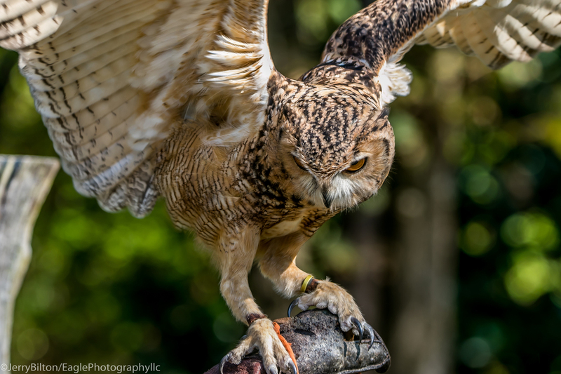 5-BirdsofPrey-BarnOwl.jpg