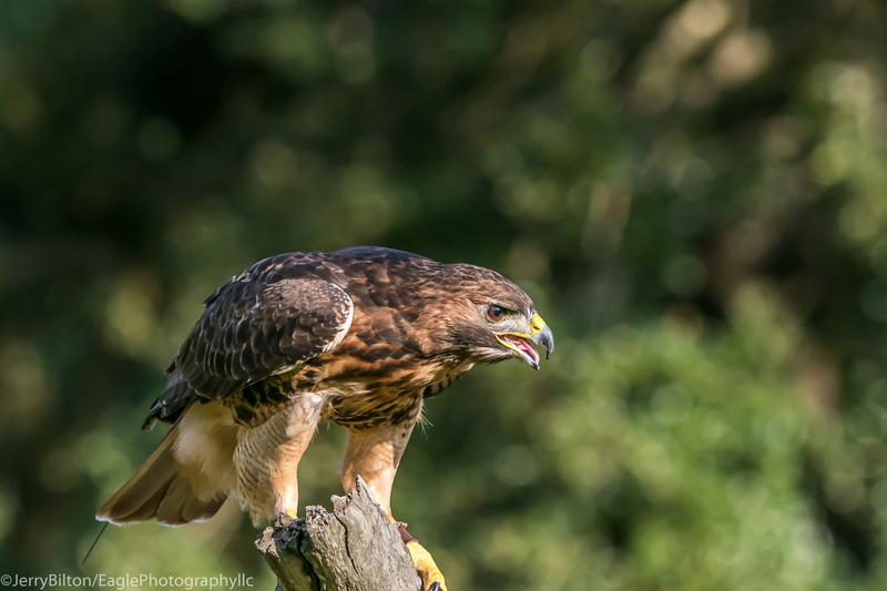 5-BirdsofPrey-RedTailedHawk.jpg
