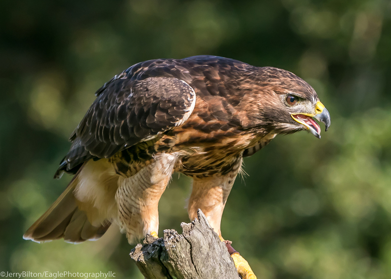 6-BirdsofPrey-RedTailedHawk.jpg