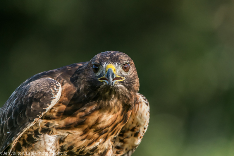 7-BirdsofPrey-RedTailedHawk.jpg