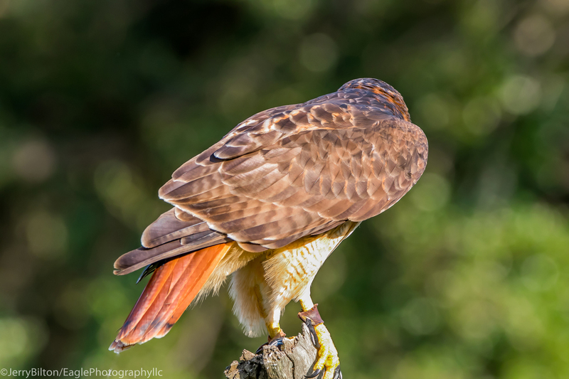 8-BirdsofPrey-RedTailedHawk.jpg
