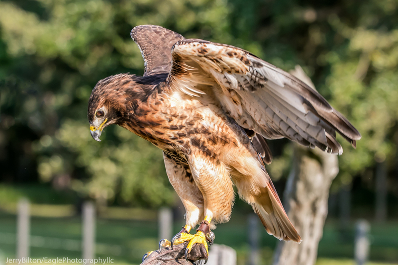 9-BirdsofPrey-RedTailedHawk.jpg