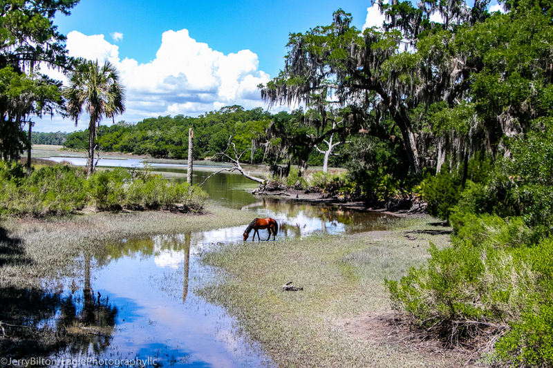 Horse_CumberlandIslandGa-30.jpg