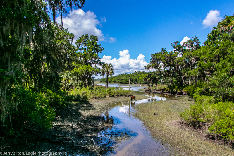 Horse_CumberlandIslandGa-32.jpg