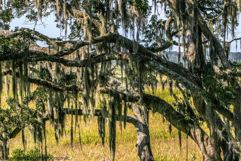 The Moss Tree.jpg