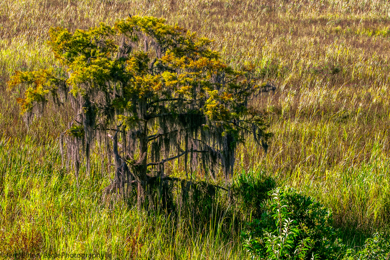 Tree in Marsh.jpg