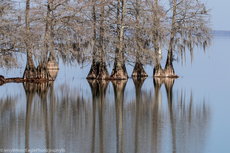 3-Cypress trees on Lake Marion.jpg