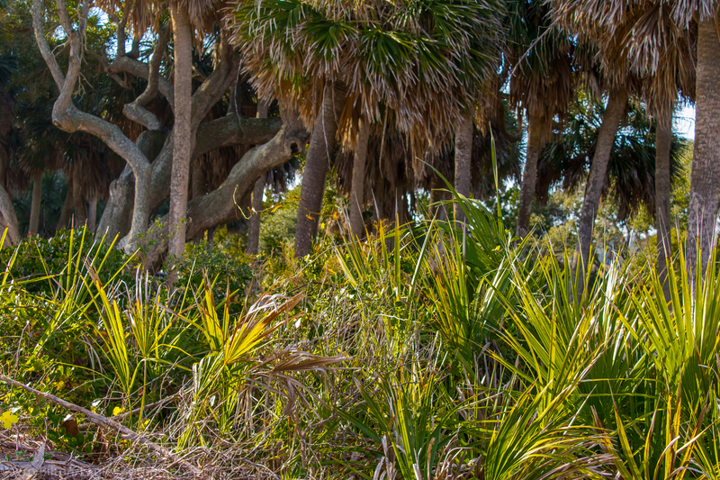 All of It at Edisto.jpg