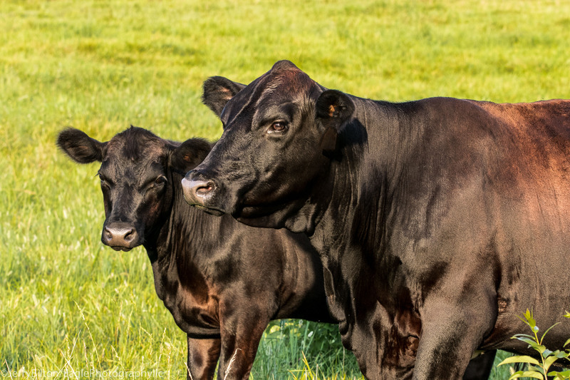 Black Angus-001.jpg