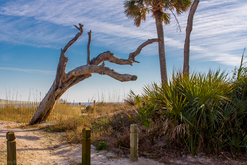 Crooked Tree at Edisto Island State Park.jpg