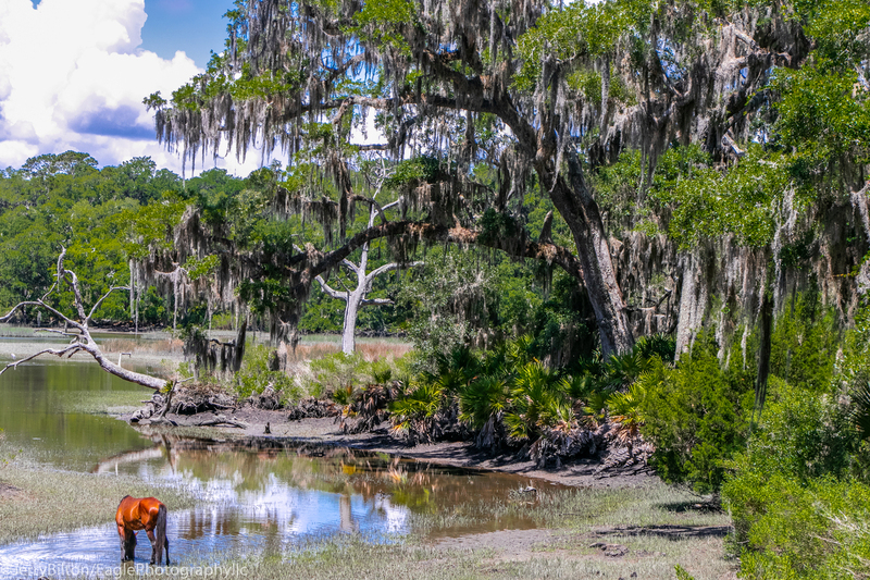 Cumberland Island Collection-GA-10-Lone Horse.jpg