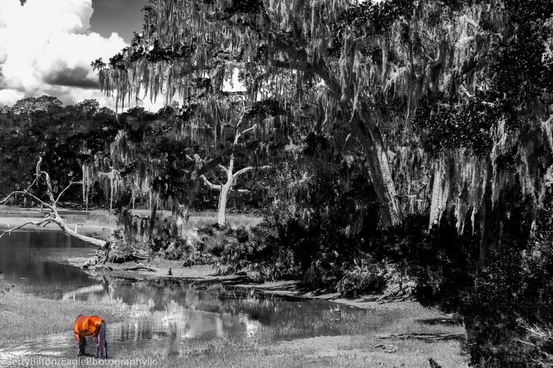 Cumberland Island Collection-GA-10E-BW-Lone Horse.jpg