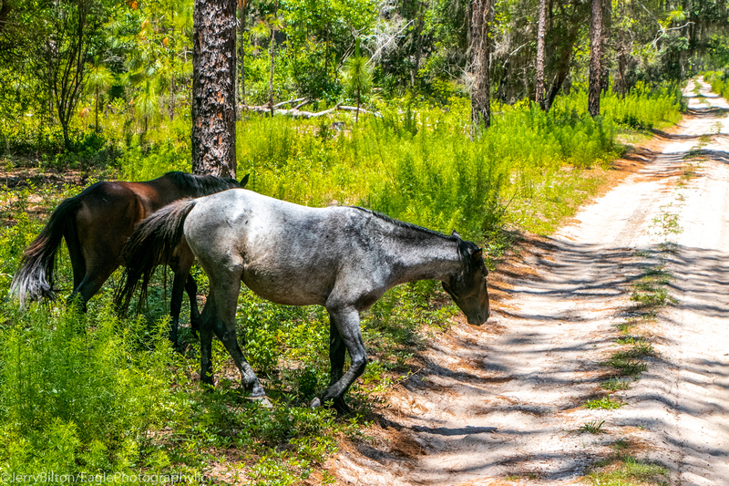 Cumberland Island Collection-GA-14-Horses Crossing.jpg