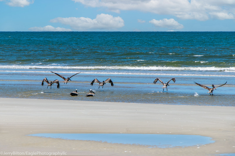 Cumberland Island Collection-GA-25-Birds on the Beach.jpg