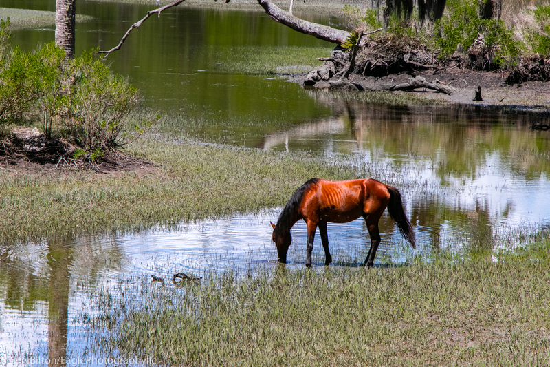 Cumberland Island Collection-Ga-29-Horse Drinking from the Stream.jpg