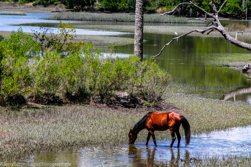 Cumberland Island Collection-Ga-31-Horse Drinking from the Stream-2.jpg