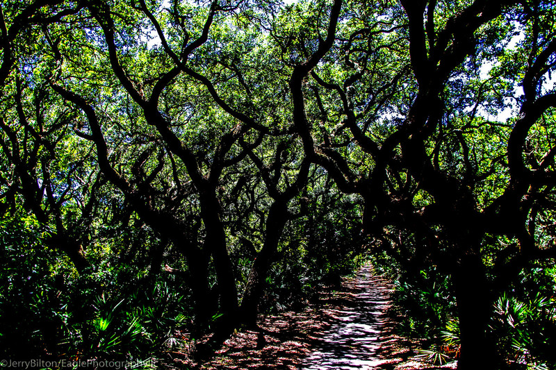Cumberland Island Collection-Ga-34-E-Pathway to the Beach.jpg