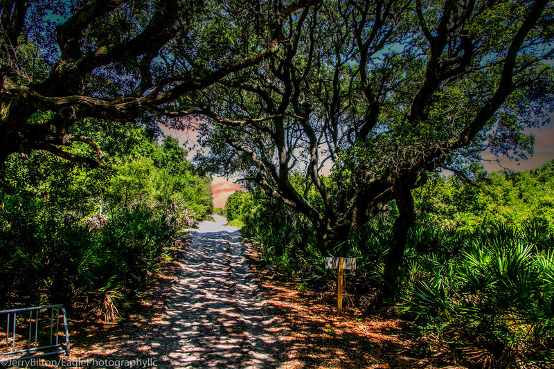 Cumberland Island Collection-Ga-35E-Pathway to the Beach-2.jpg