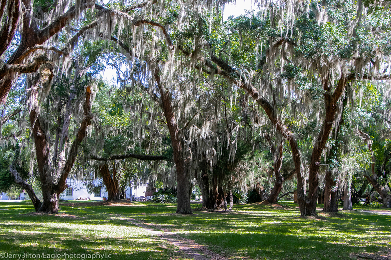 Cumberland Island Collection-Ga-4-Moss Covered Trees.jpg