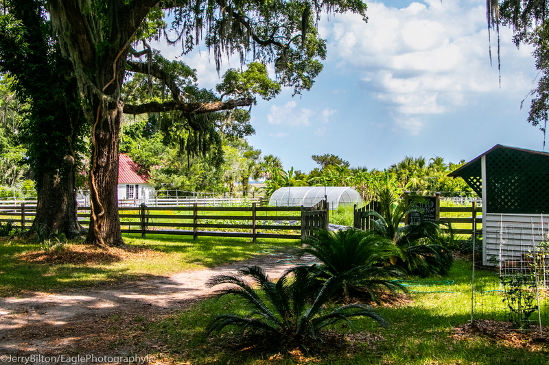 Cumberland Island Collection-Ga-47-Greyfield Garden.jpg