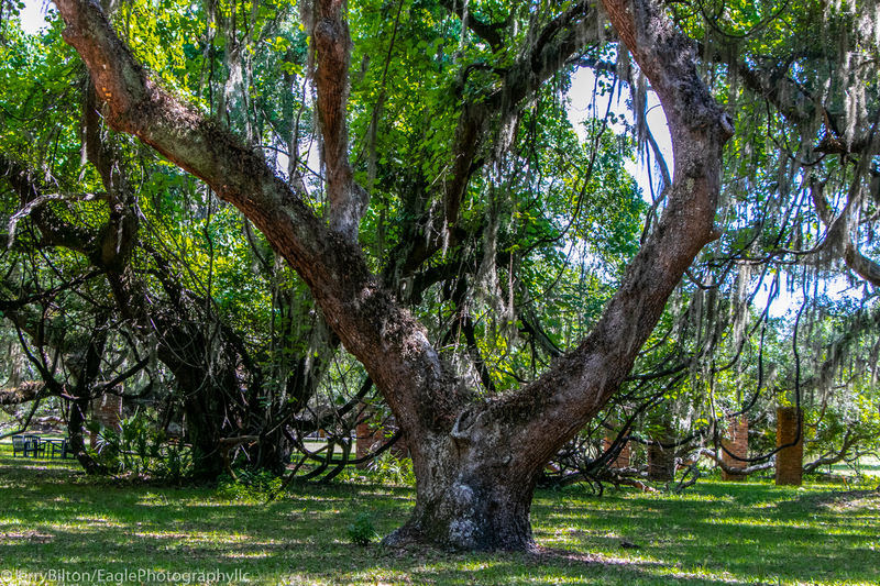 Cumberland Island Collection-Ga-5-Natures Trees.jpg