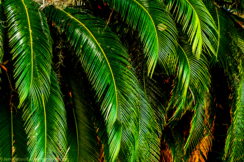 Cumberland Island Collection-Ga-52-Green Leaves.jpg