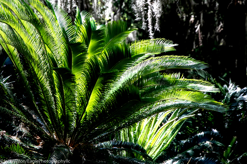 Cumberland Island Collection-Ga-53-Green Leaves.jpg
