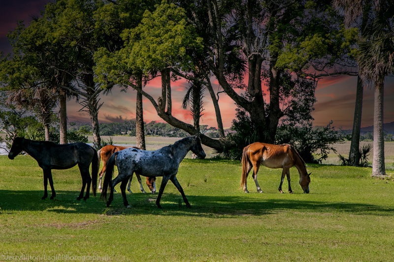 Cumberland Island Collecton-GA-58E-Horses at Dungeness Ruins.jpg