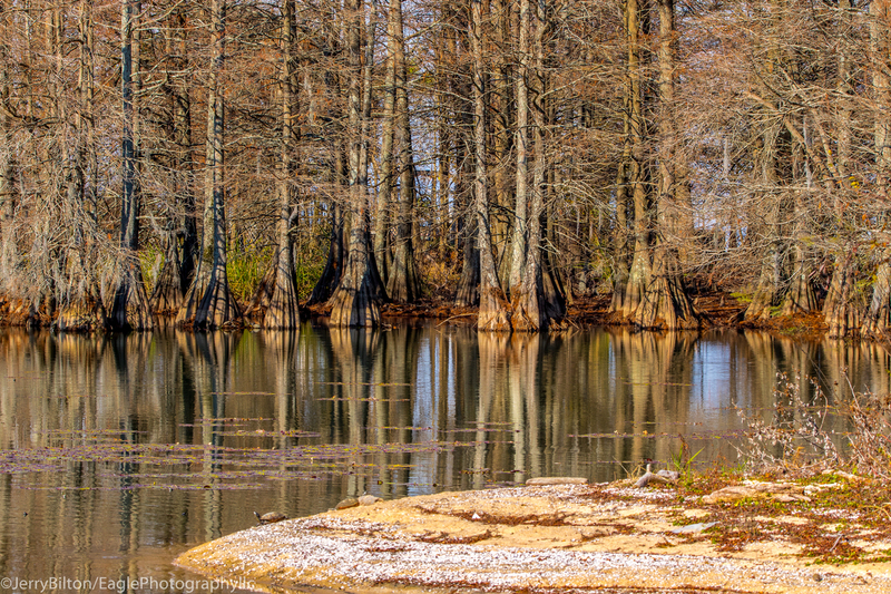 Cypress Reflections Near The Island.jpg
