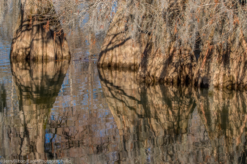 Cypress Reflections No 2.jpg