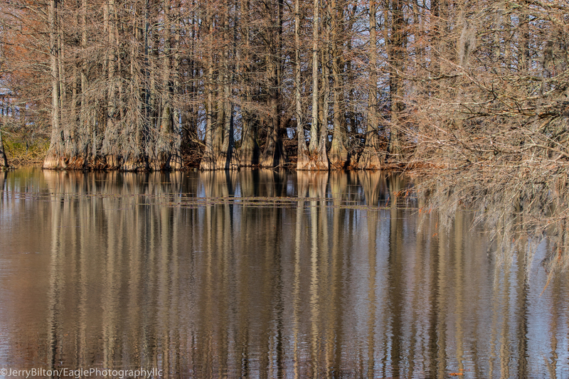 Cypress Reflections No 3.jpg