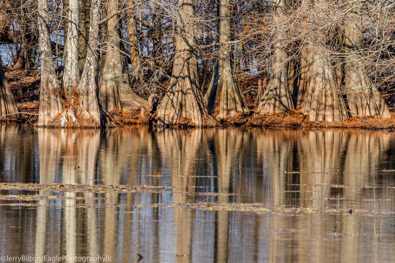 Cypress Reflections.jpg