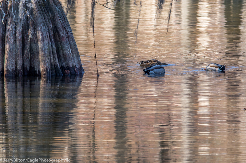Cypress and Water Fowl.jpg