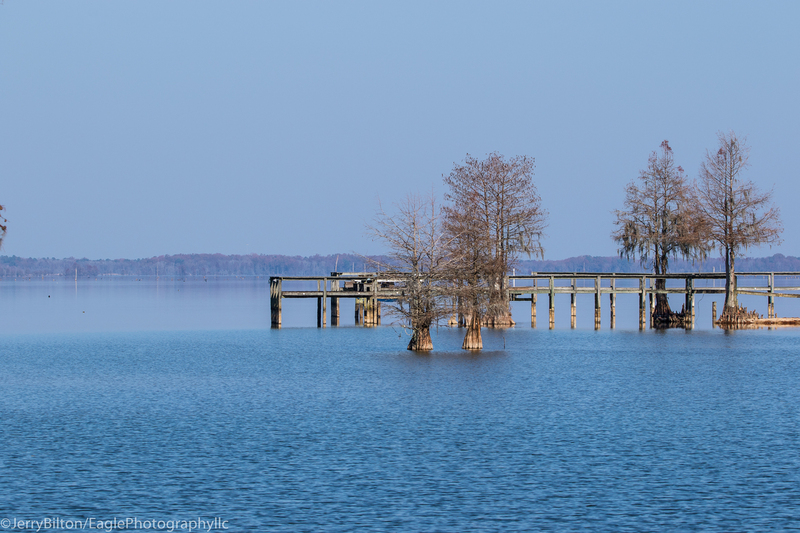 Cypress on Lake Marion.jpg
