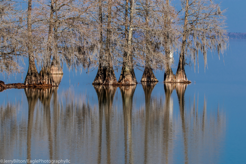 Cypress trees on Lake Marion.jpg