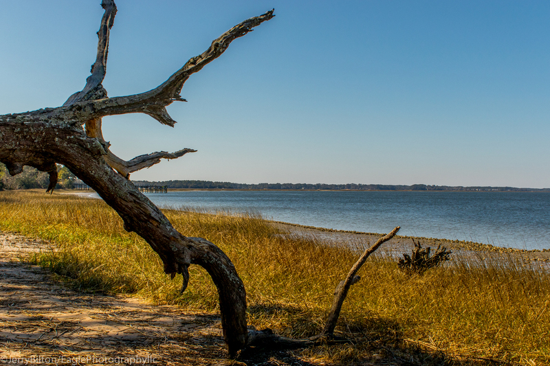 Deadwood Tree near Pinckney Refuge near HHI.jpg